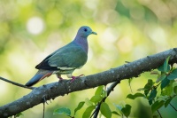 Holub papousci - Treron vernans - Pink-necked Green-Pigeon o1488